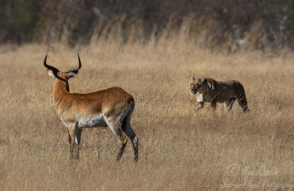 391 Red or southern lechwe (Kobus leche)- Botswana