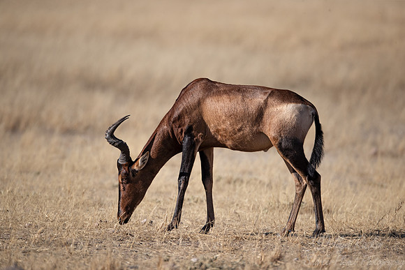 355 Red hartebeest (Alcelaphus buselaphus caama) - Kgalagadi Transfrontier Park SA