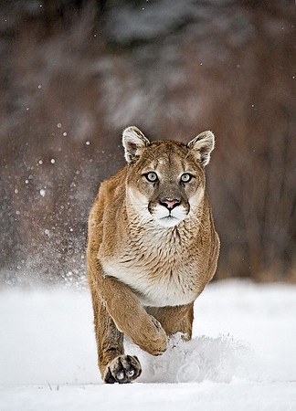 019_Mountain Lion