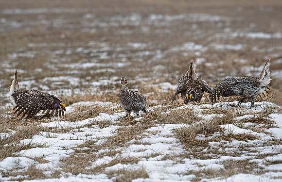 096 Sharp-tailed grouse (Tympanuchus phasianellus) - MN