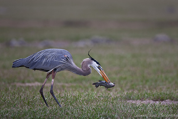 108 Great Blue Heron (Ardea herodias) FL