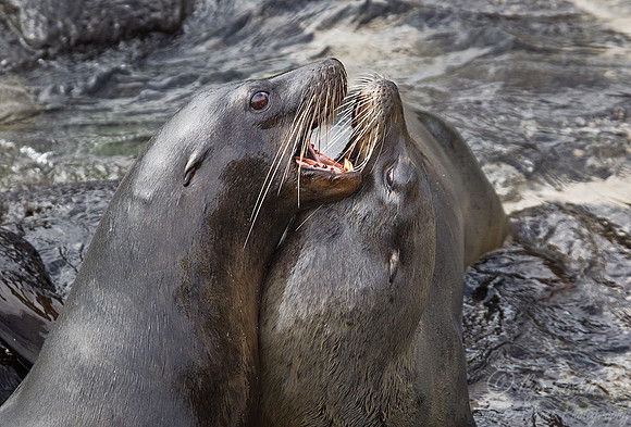 029 Galapagos Sea Lions (Zalophus wollebaeki) - Galapagos Ecuador