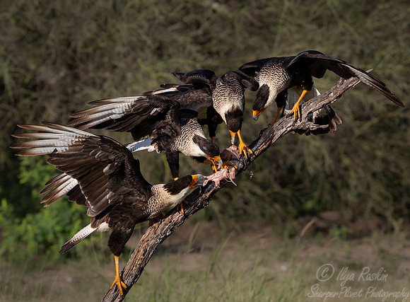 369 Crested caracaras (Caracara plancus) - TX