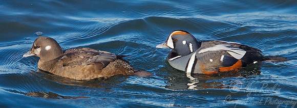046 Harlequin Ducks - NJ