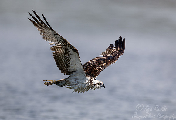 414 Osprey (Pandion haliaetus) - SC
