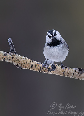 126 Mountain chickadee (Poecile gambeli) - CO