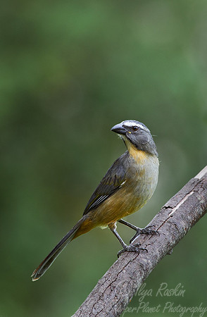 086 Grayish Saltator (Saltator coerulescens) - Ibera Wetlands Argentina