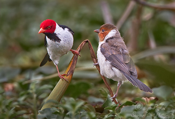 089 Yellow-billed Cardinal with chick(Paroaria capitata) - Ibera Wetlands Argentina
