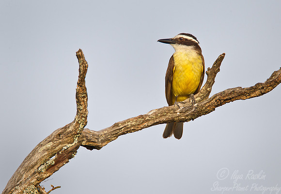 076 Great Kiskadee (Pitangus sulphuratus) - Ibera Wetlands Argentina