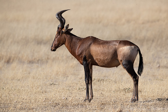 354 Red hartebeest (Alcelaphus buselaphus caama) - Kgalagadi Transfrontier Park SA
