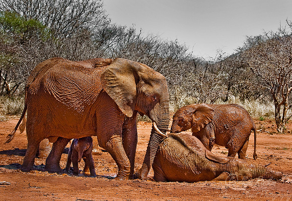 006_African Elephants_Madikwe_S Africa