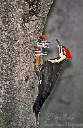 024 Pileated Woodpecker - MI
