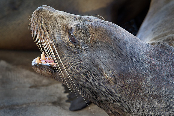 030 Galapagos Sea Lion (Zalophus wollebaeki) - Galapagos Ecuador