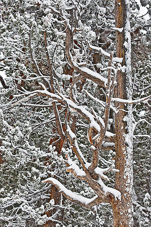 056_Yellowstone in winter