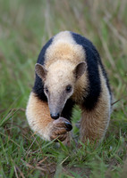 MAMMALS - ANTEATERS