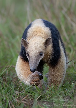 019 Tamandua or Lesser anteater - Pantanal Brazil