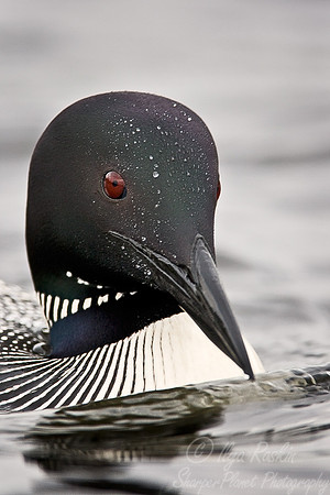 040 Common Loon - MI