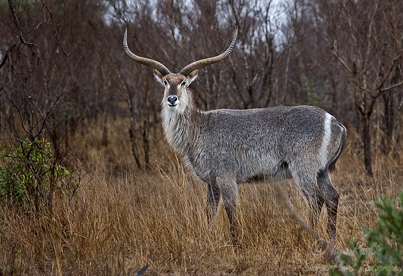 043_Common Waterbuck_South Africa