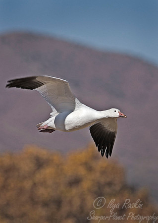 021 Snow Goose - NM