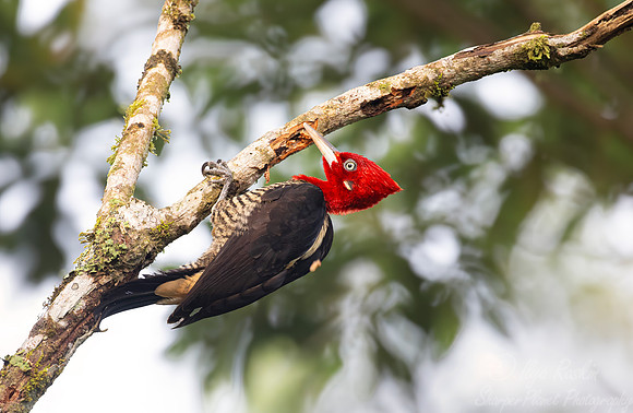 431 Robust woodpecker (Campephilus robustus) Brazil Atlantic forest
