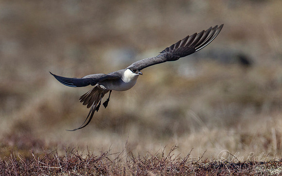 146 Long-tailed Jaeger (Stercorarius longicaudus) - Nome AK
