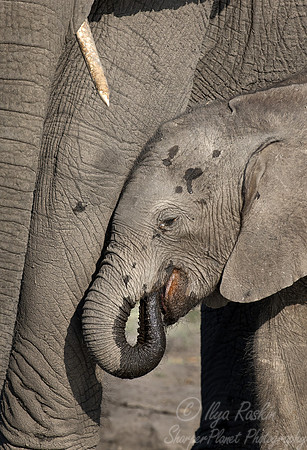 132 African Bush Elephants (Loxodonta africana) - Botswana