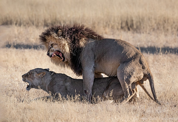 158 Lions (Panthera leo) - Kgalagadi Transfrontier Park SA