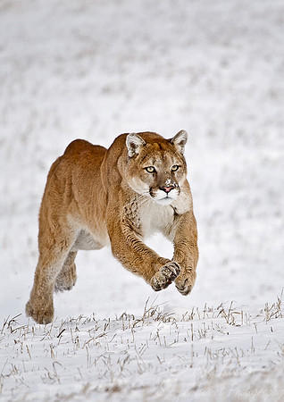 020_Mountain Lion