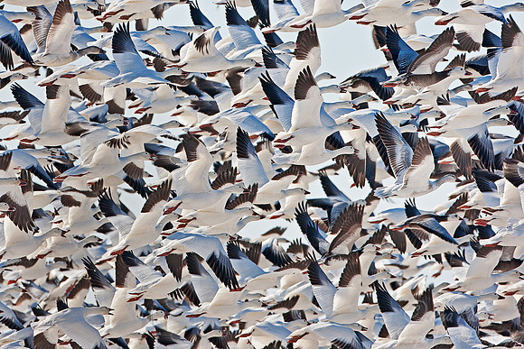 003 Snow Geese  (Chen caerulescens)  Blackwater NWR - MD
