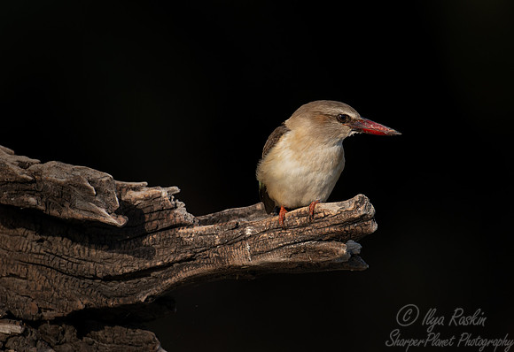 201 Brown-hooded kingfisher (Halcyon albiventris) - Botswana