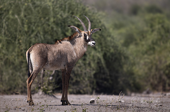 382 Roan antelope (Hippotragus equinus) - Botswana