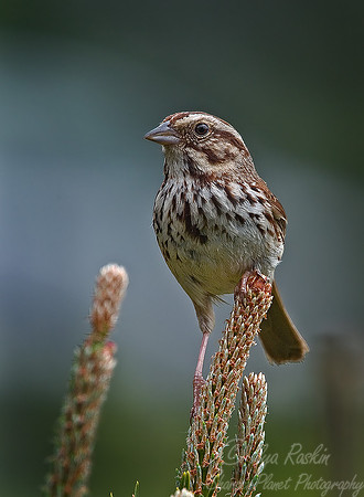 009 Savannah Sparrow - NJ