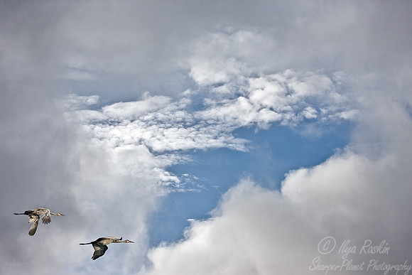 029 Sandhill Cranes - MI