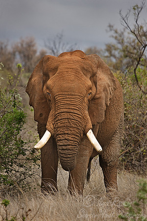 005_African Elephant_Madikwe_S Africa