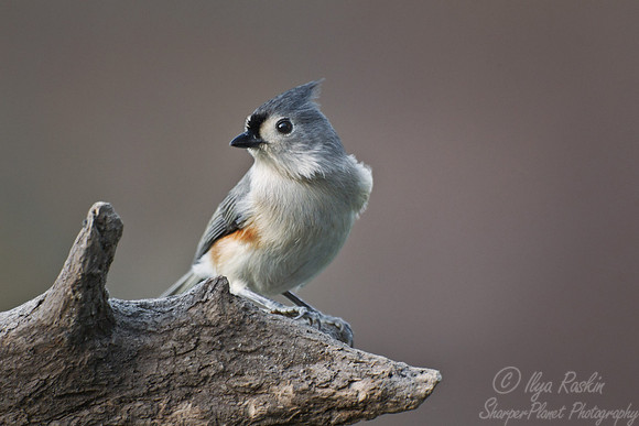 078 Tufted Titmouse (Baeolophus bicolor) - NJ