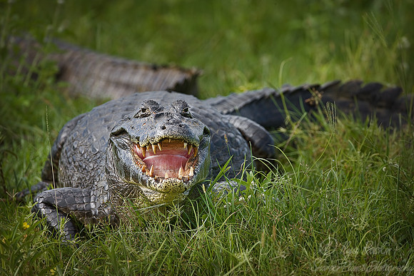 037_Spectacled caiman 5_Pantanal_Brazil