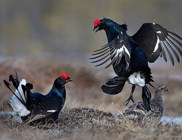 038 Black grouse (Lyrurus tetrix) - Finland