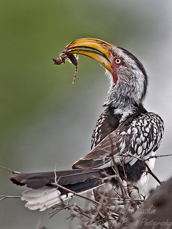 001 Yellow-billed Hornbill - South Africa
