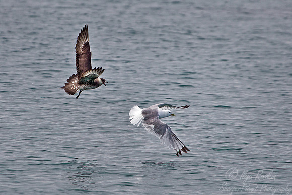 092 Parasitic Jaeger Stercorarius parasiticus) chasing Kittiwake - AK
