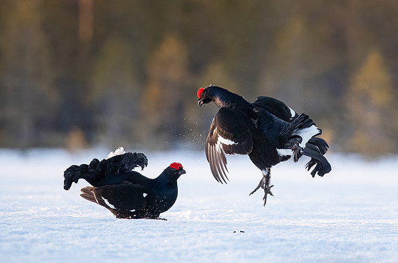 045 Black grouse (Lyrurus tetrix) - Finland