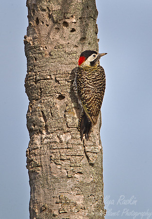 099 Field Flicker (Colaptes campestroides) - Ibera Wetlands Argentina