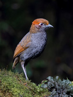 BIRDS - ECUADOR 2025