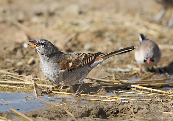 162 Southern grey-headed sparrow (Passer diffusus) - Kgalagadi Transfrontier Park SA