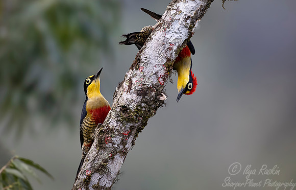 429 Yellow-fronted woodpeckers male and female (Melanerpes flavifrons) - Brazil Atlantic forest
