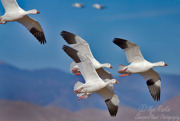 023 Snow Geese - NM