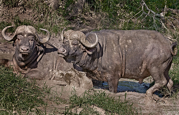 061_Cape Buffalos_South Africa