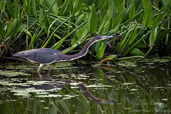 322 Tricolored heron (Egretta tricolor) - TX