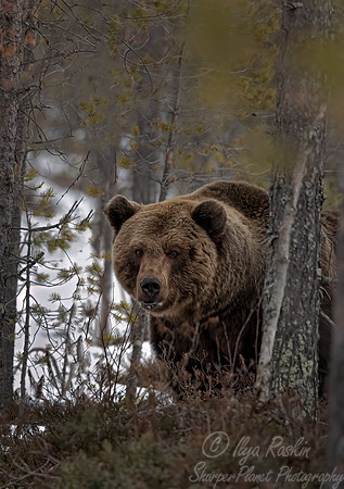 391 Eurasian brown bear (Ursus arctos arctos) - Finland