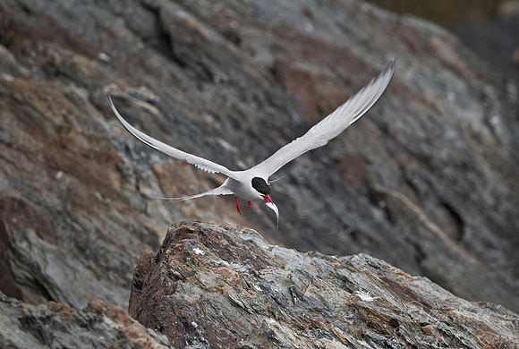 102 Arctic Tern (Sterna paradisaea) - ME