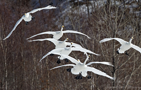 101 Whooper Swans (Cygnus cygnus) - Hokkaido Japan